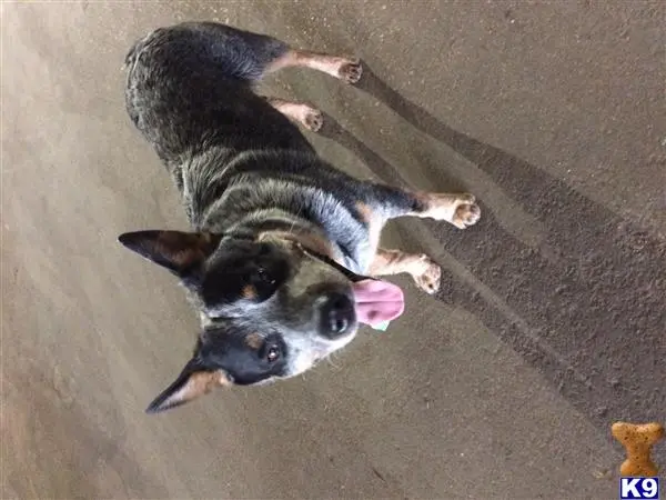 Australian Cattle Dog stud dog