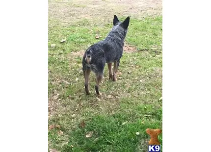 Australian Cattle Dog