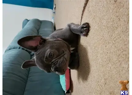 French Bulldog