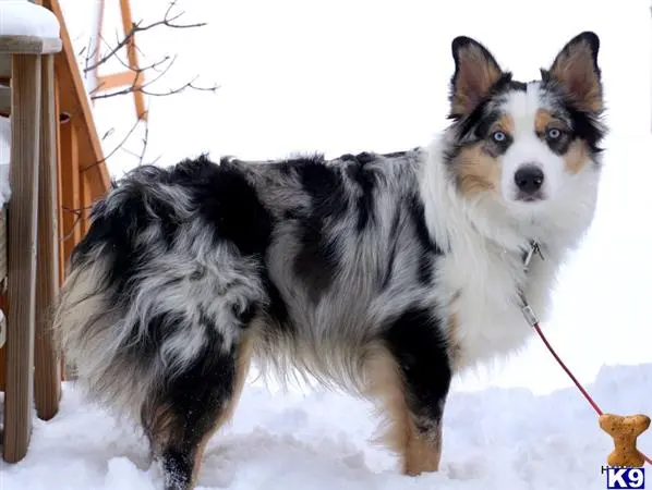 Australian Shepherd stud dog