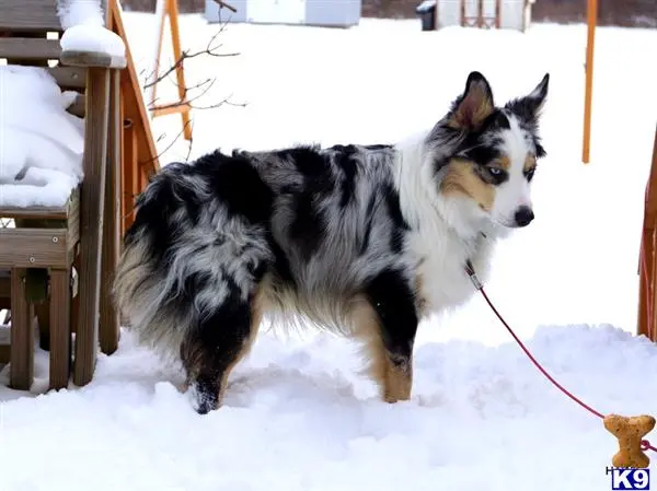 Australian Shepherd stud dog