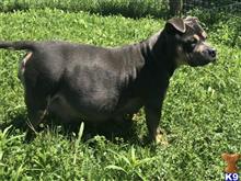 american bully puppy posted by moonflowerfarmnet