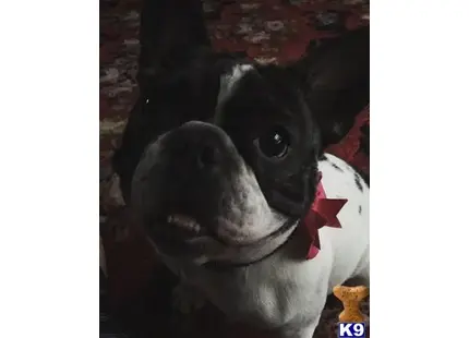 French Bulldog