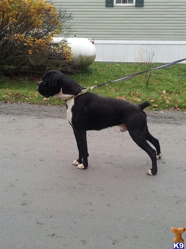 Boxer stud dog