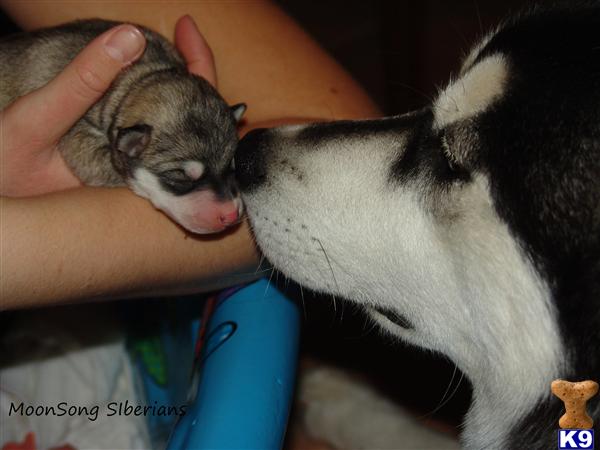 Siberian Husky dog