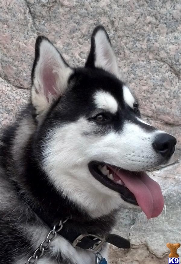 Siberian Husky dog