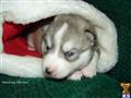 wolf dog puppy posted by moonsong