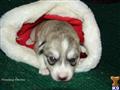 wolf dog puppy posted by moonsong