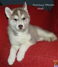 wolf dog puppy posted by moonsong