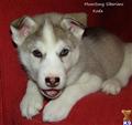 wolf dog puppy posted by moonsong