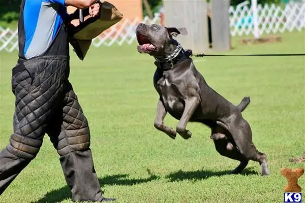 Cane Corso stud dog