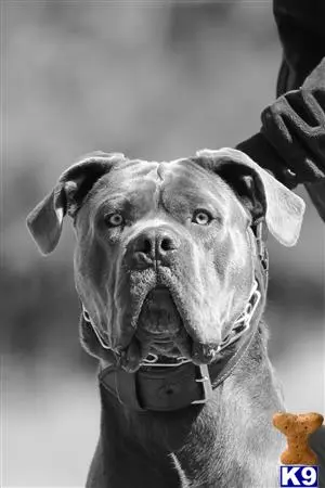 Cane Corso stud dog