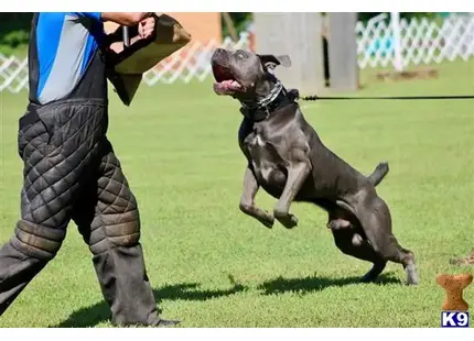 Cane Corso