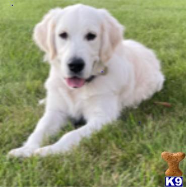 a white golden retriever dog lying on grass