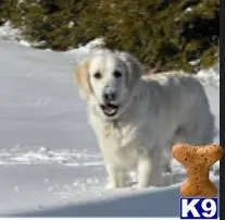 Golden Retriever stud dog