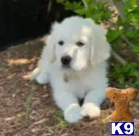 Golden Retriever stud dog