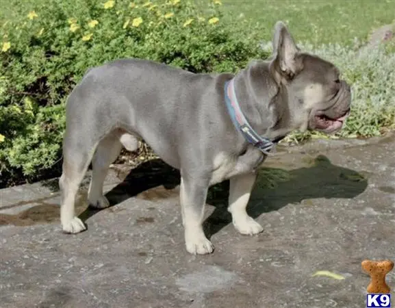 French Bulldog stud dog