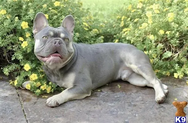 French Bulldog stud dog