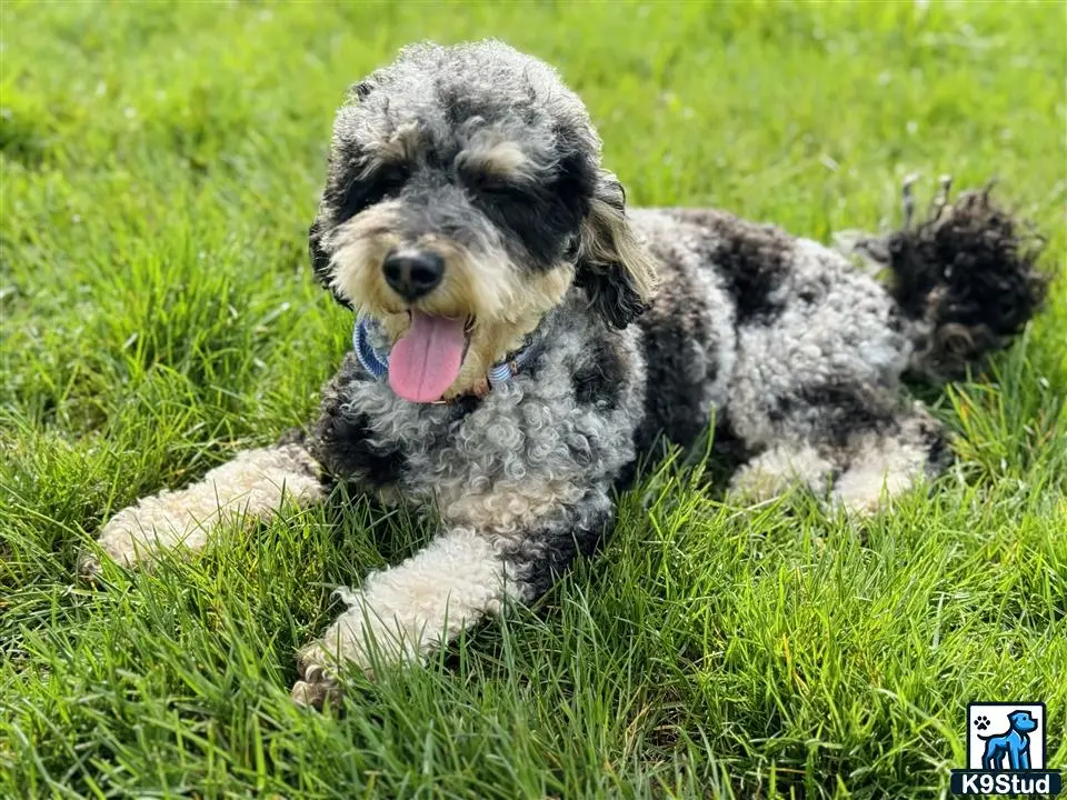Poodle stud dog: a poodle dog lying in the grass