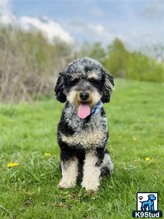 Poodle stud dog: a poodle dog standing in a grassy area