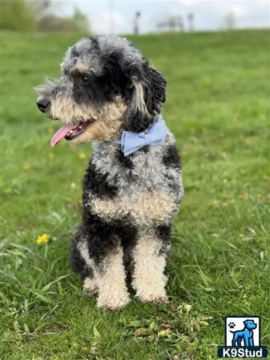 Poodle stud dog: a poodle dog standing in a grassy area