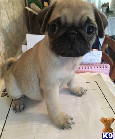 pugs for sale greenville sc pug puppy for sale pug 9 months pugs for sale greenville sc pug puppy for sale pug 9 months