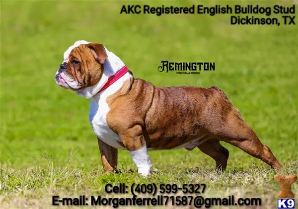 English Bulldog stud dog