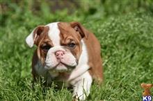 english bulldog puppy posted by morganbright700