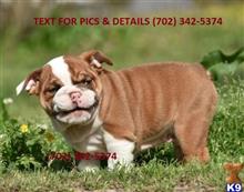 english bulldog puppy posted by morganbright7001