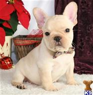 french bulldog puppy posted by morganclinton