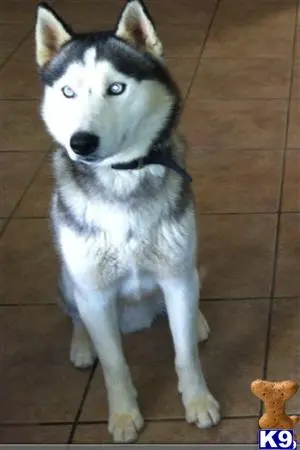 Siberian Husky stud dog