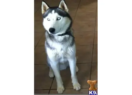 Siberian Husky