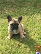 french bulldog puppy posted by morganhopeman3