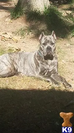 Cane Corso female dog