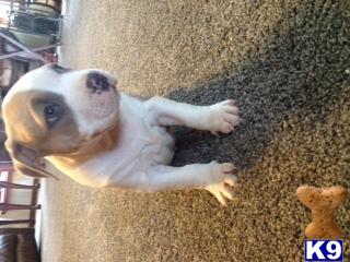 american pit bull puppy posted by morganricky15