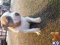 american pit bull puppy posted by morganricky15