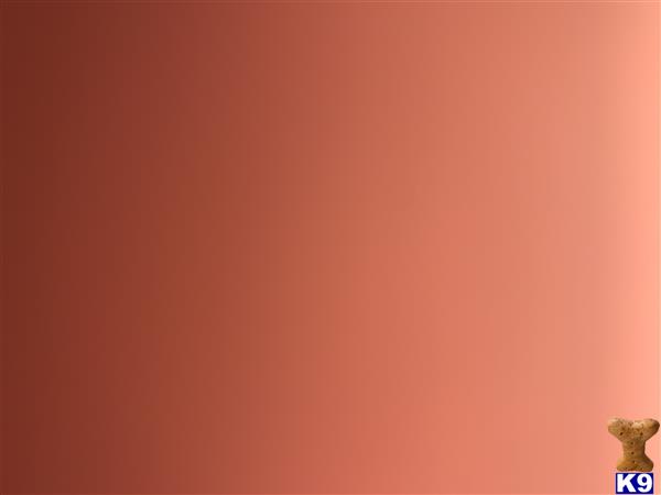a red and orange wall