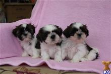 shih tzu puppy posted by morganwilliam
