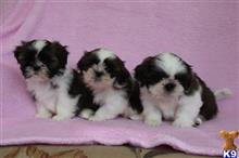 adorable Shih Tzu puppies for adoption contact662 452-0045 available Shih Tzu puppy located in YELM WA