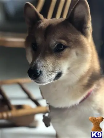 Shiba Inu stud dog