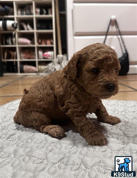a poodle dog lying on a rug