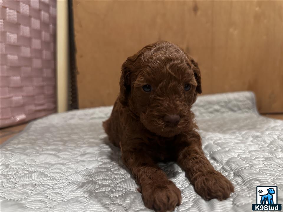 a poodle puppy on a bed