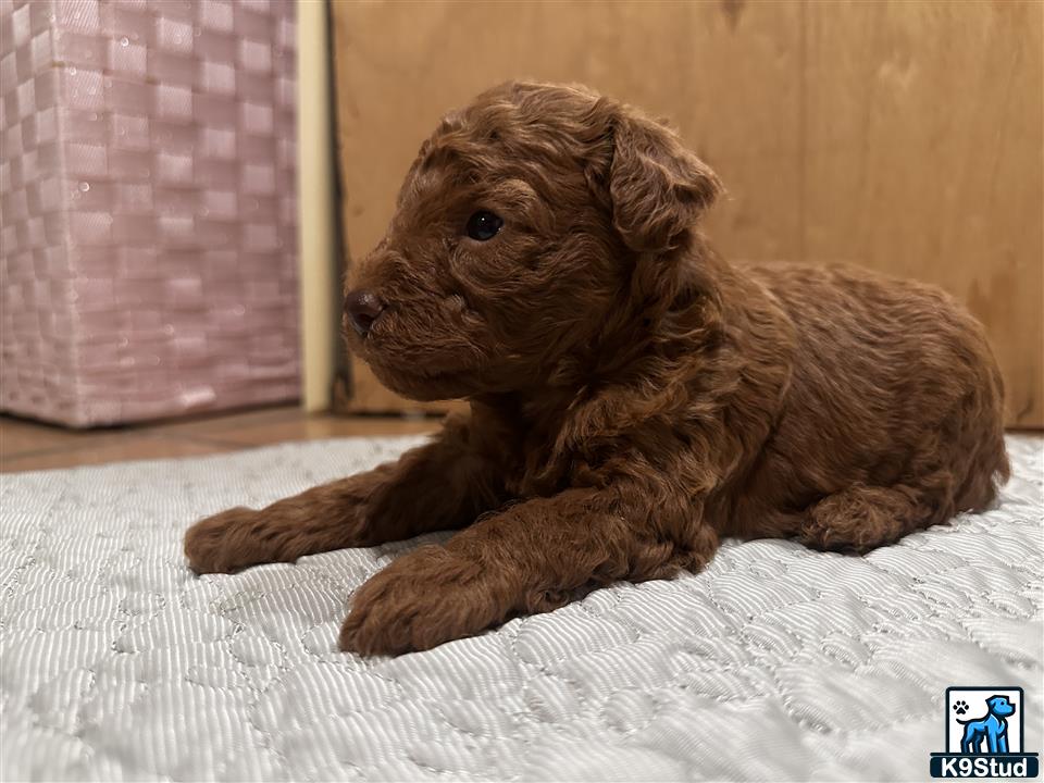 a poodle puppy lying on a bed