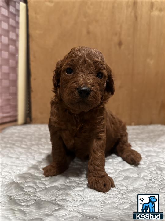 a poodle puppy sitting in the snow