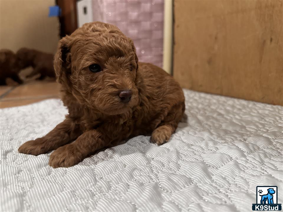 a poodle puppy lying on a bed