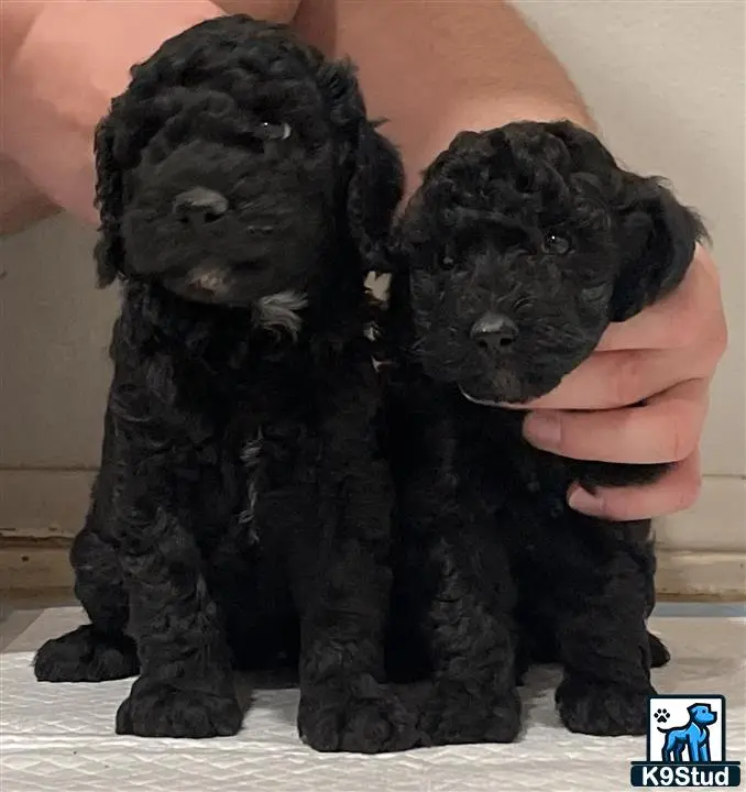 Poodle