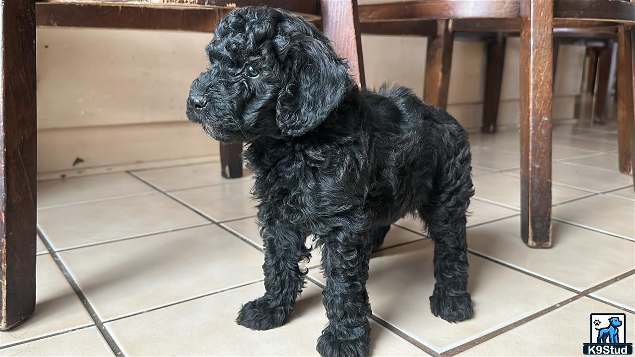 a poodle dog sitting on a tile floor