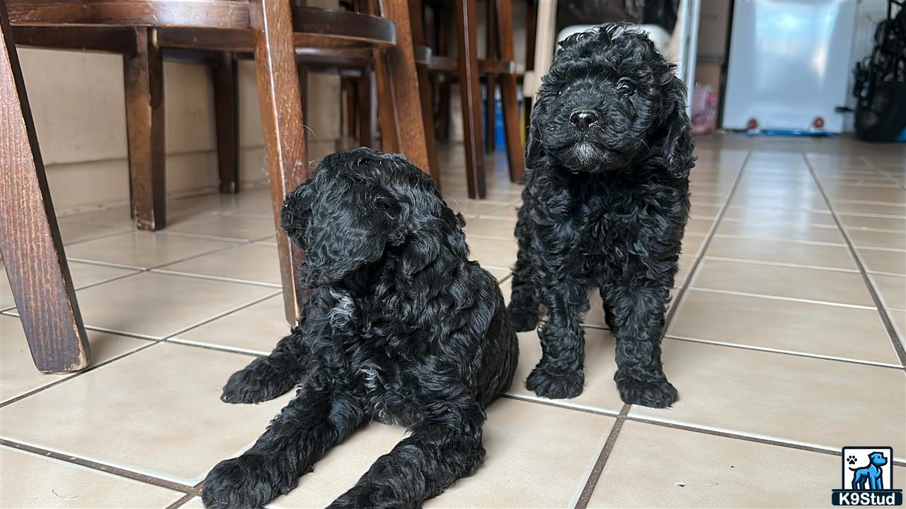 two poodle dogs sitting on the floor