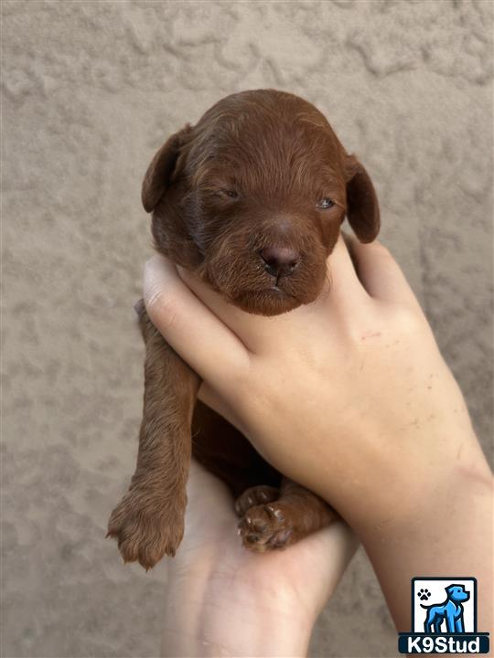 a person holding a poodle puppy