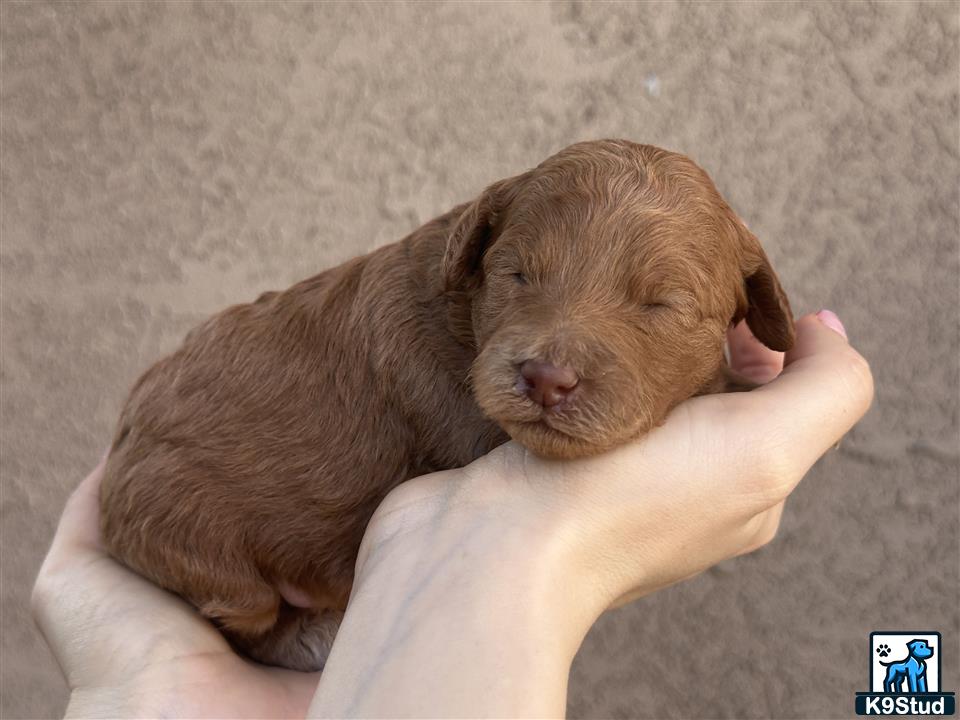 a person holding a poodle puppy